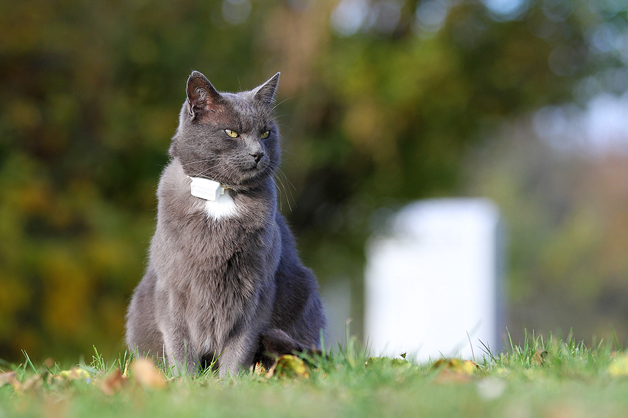Katze im Garten mit MiauFinder Peilsender am Halsband